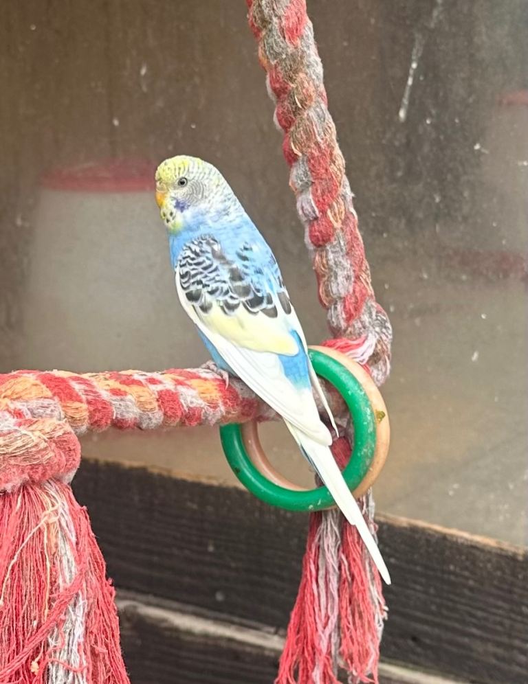 Baby budgies for sale