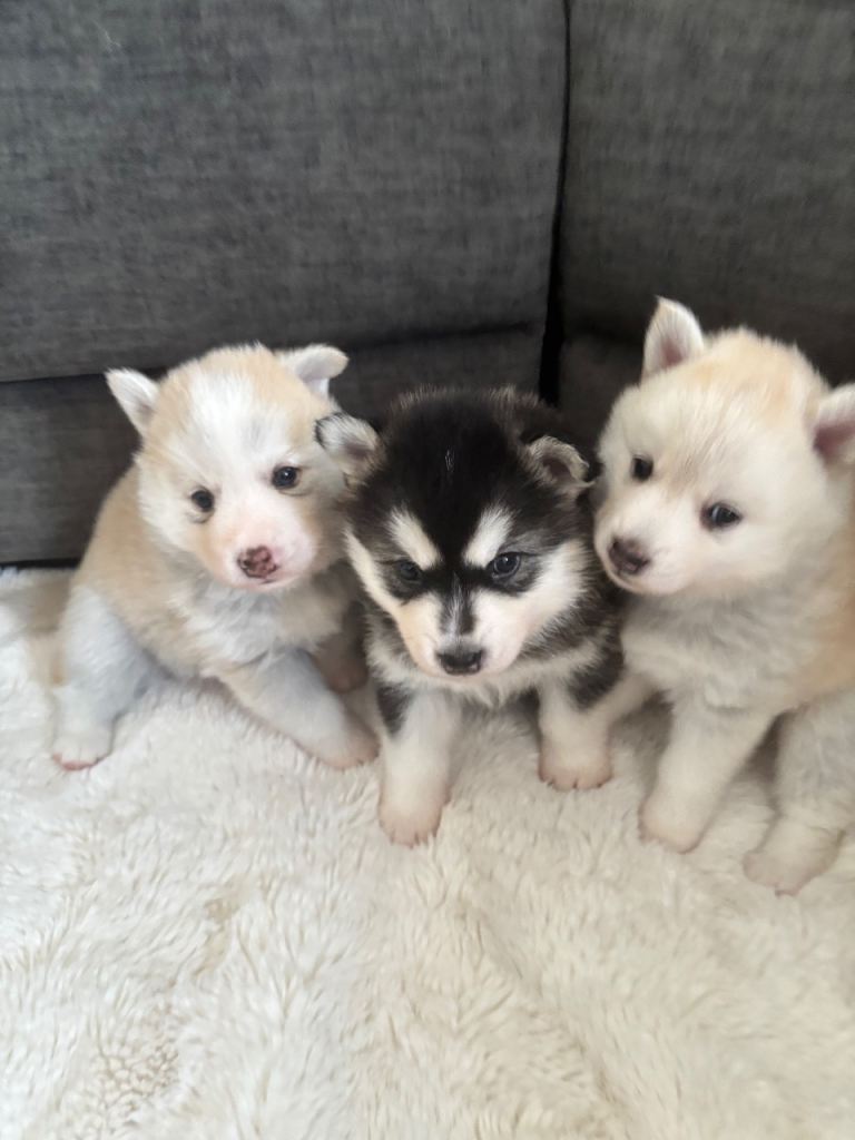Stunning fluffy f3 pomsky puppies