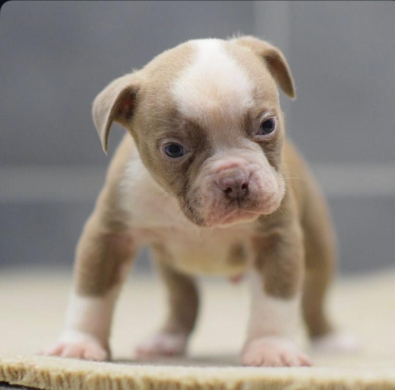 5 star licensed breeder olde English bulldog old tyme bulldog 