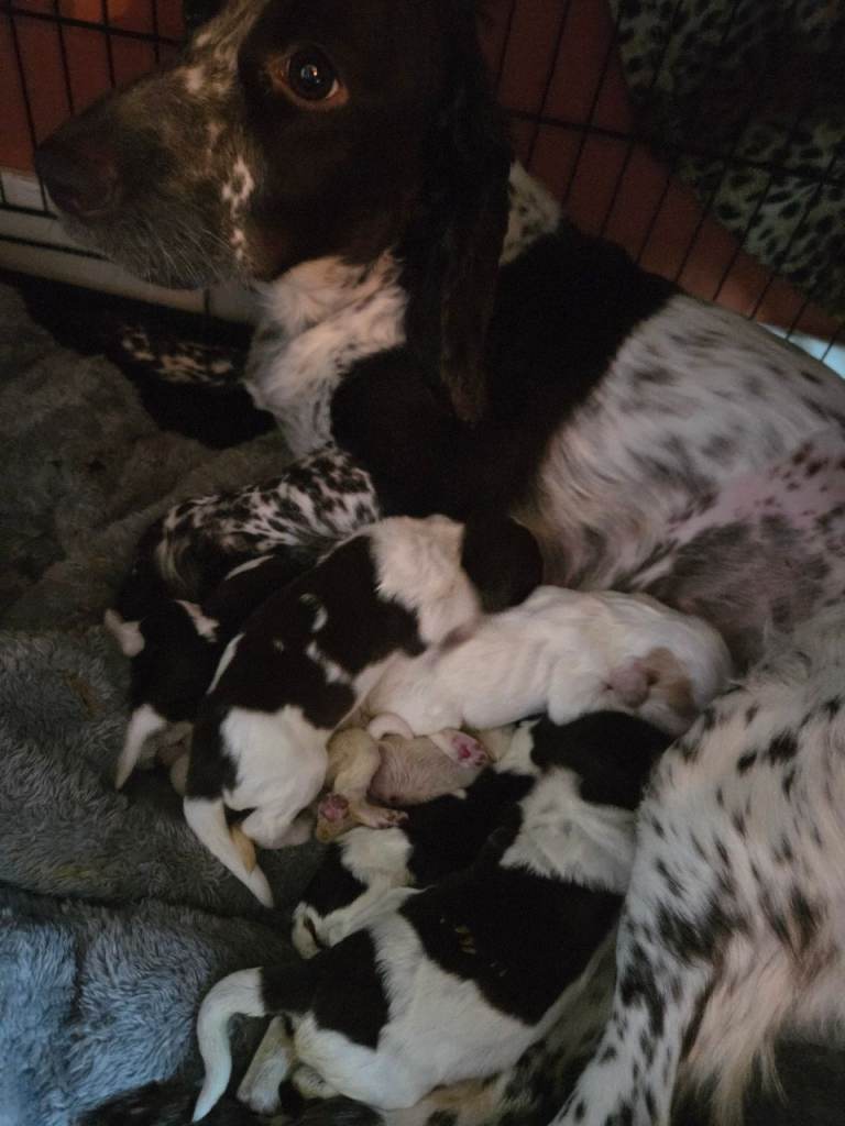 2 girls 1 boy  lovely cocker spaniels