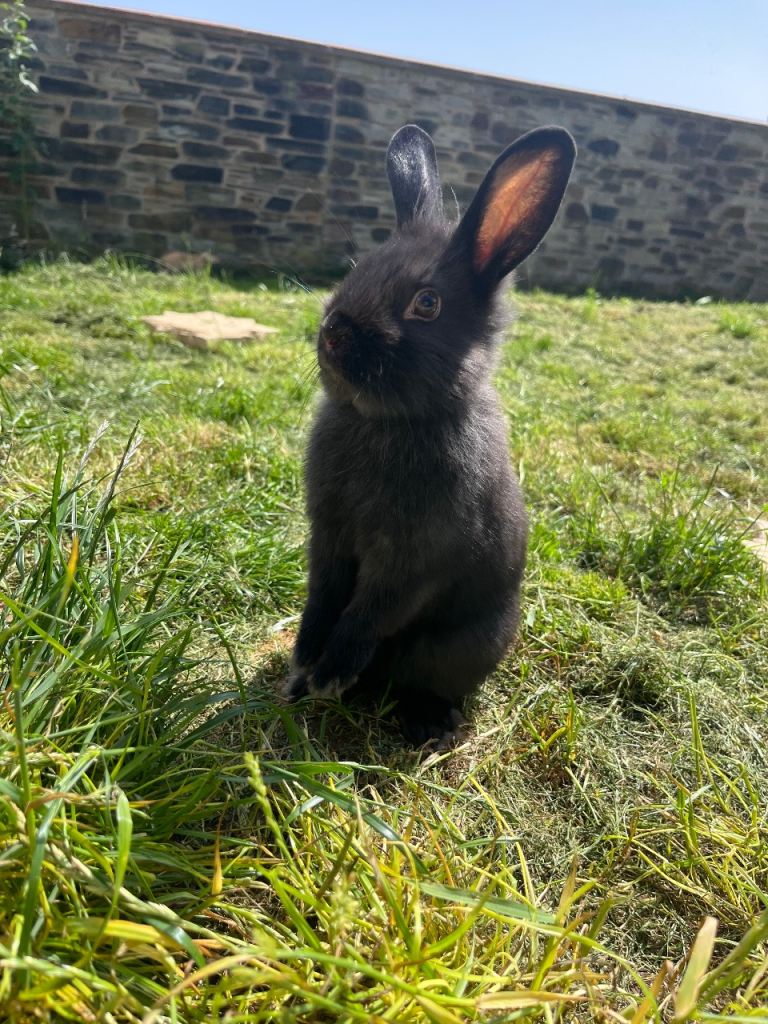 5 month old bunny