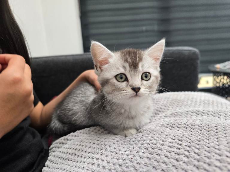 Beautiful Scottish Straight Kitten 