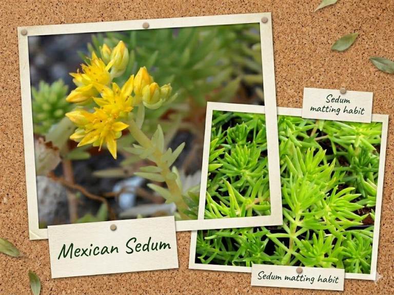 🌿 MEXICAN SEDUM Rockery Plant, £2 each 🌿