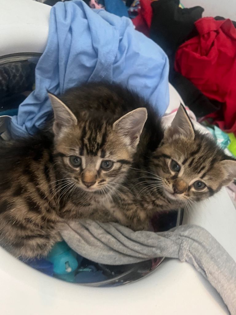 Kittens 