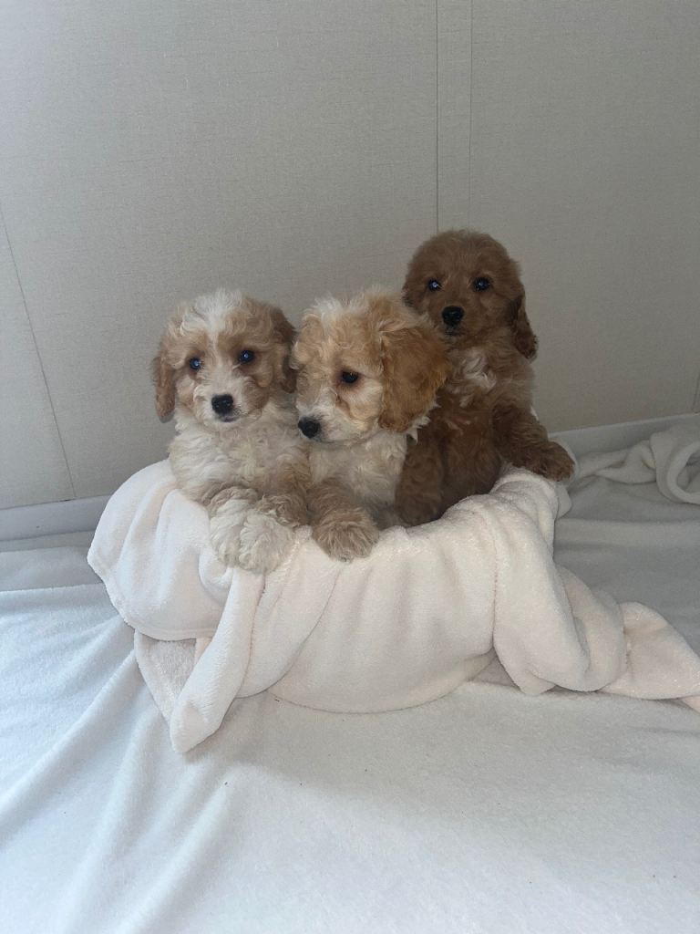 Beautiful cockapoos puppies for sale 