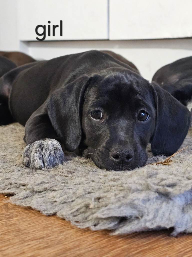 Staff cross mixed breed 