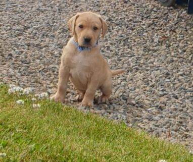 Labrador pups, yellow