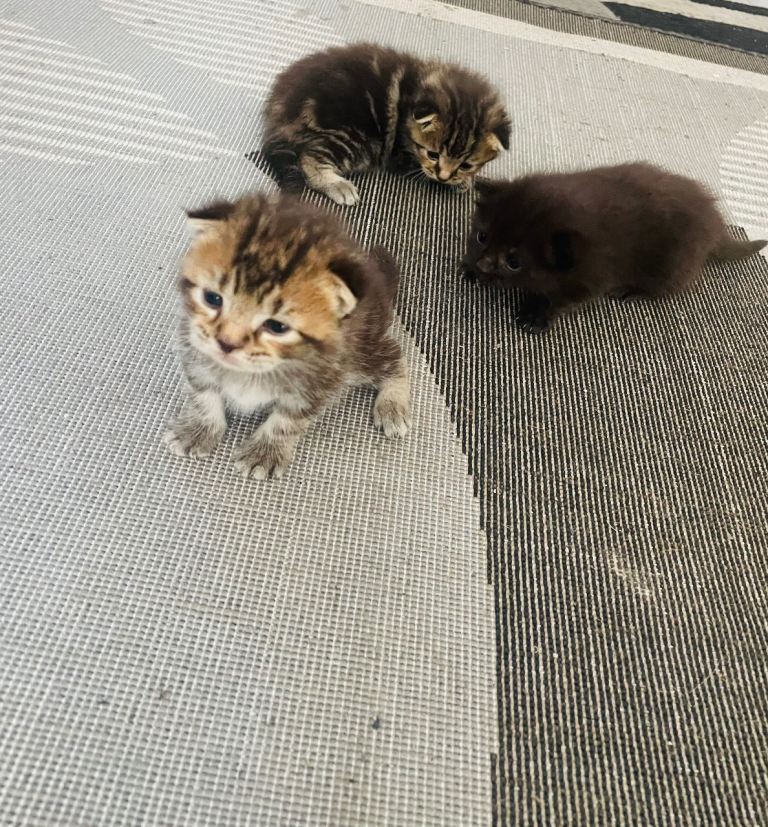 Kittens for sale 