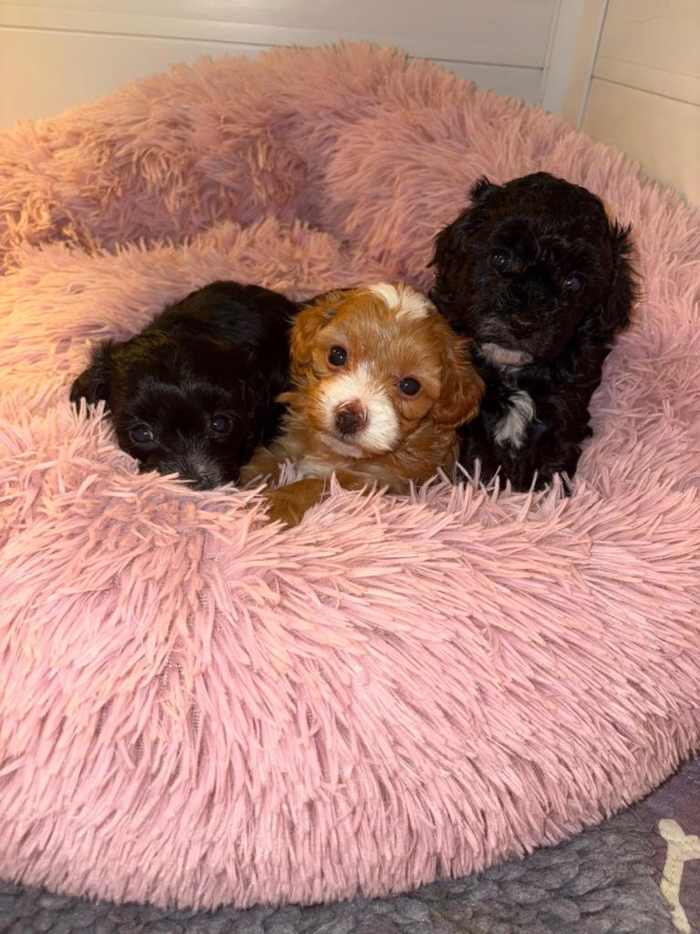 F1B miniature maltipoo puppies 
