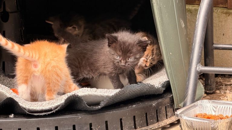 Kitten 