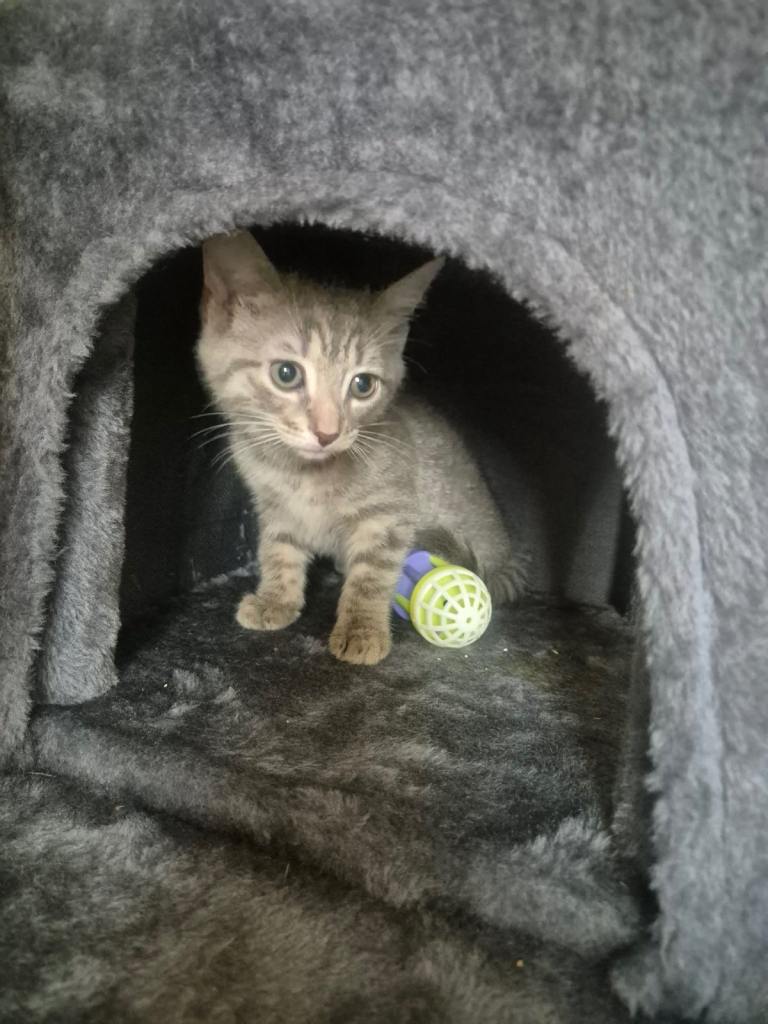 1 light gray tabby girl 1 dark tabby boy left 