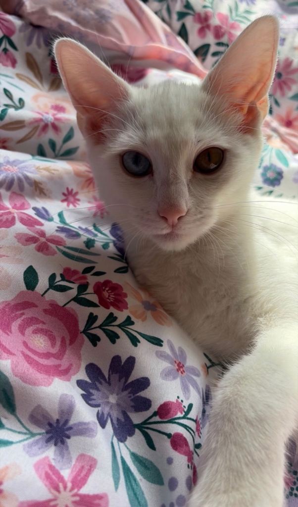 Kittens (domestic short hair)