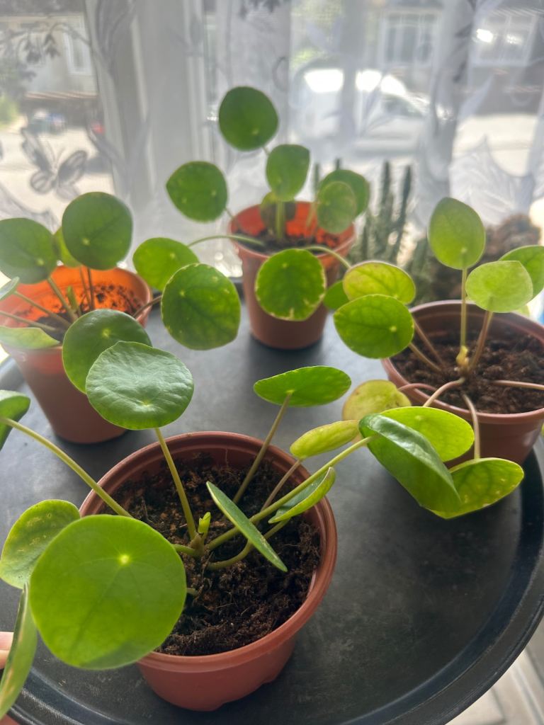 Houseplants 