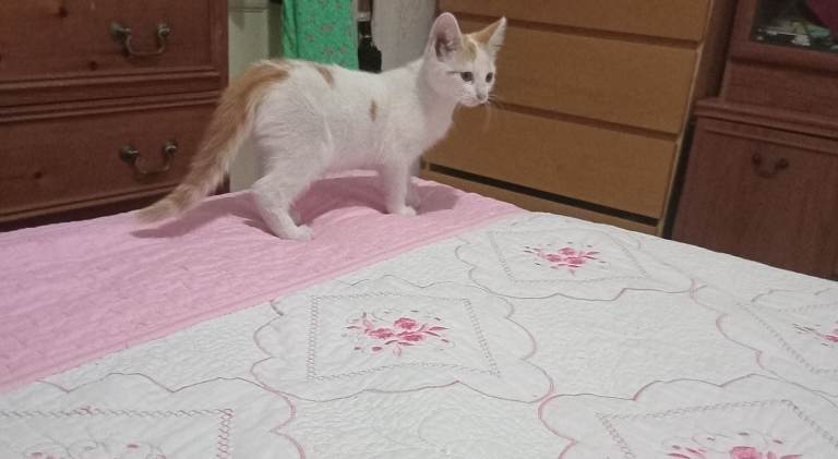 3 kittens looking for a new home