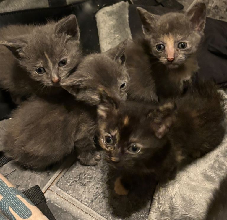 Kittens For Sale Hawick