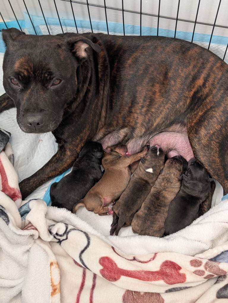 Staff cross pups