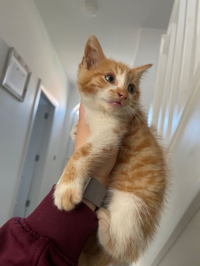 Rescue Kittens - x1 Female Ginger Kitten