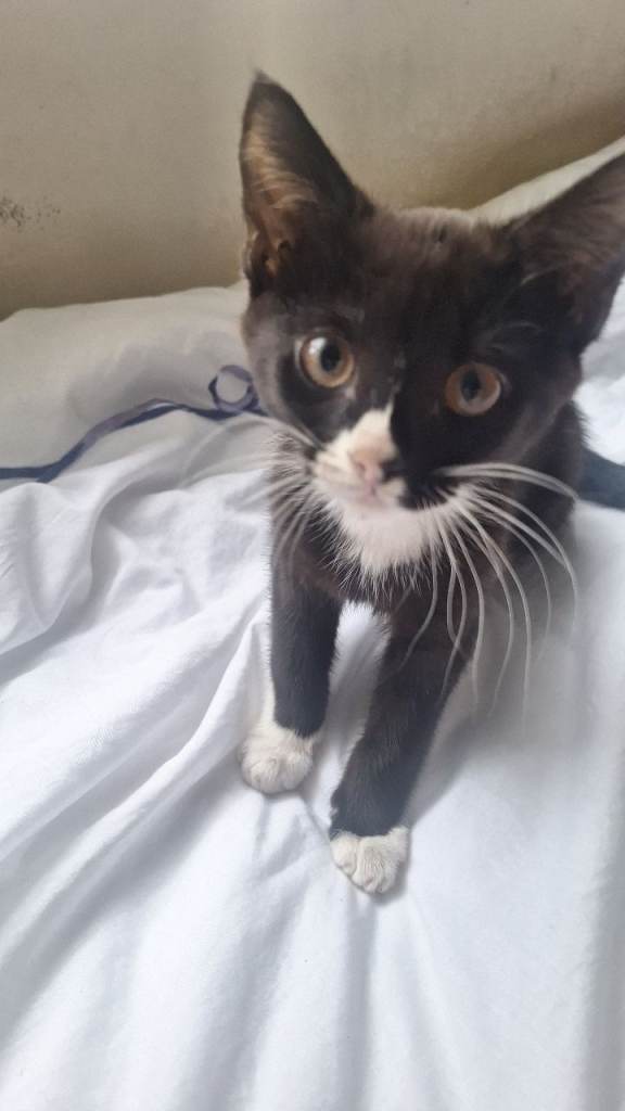 Kitten 