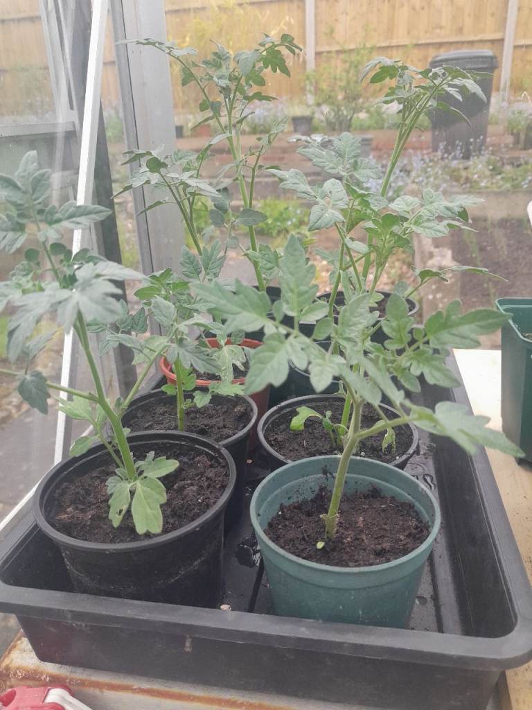 Tomatoe Plants 