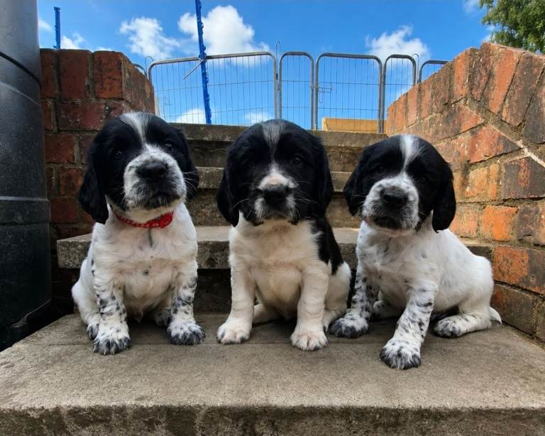 Springer Spaniels