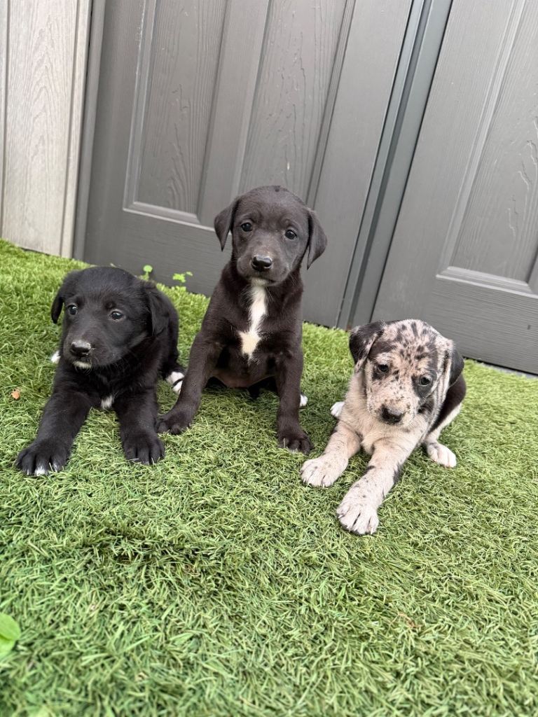 Lab cross 