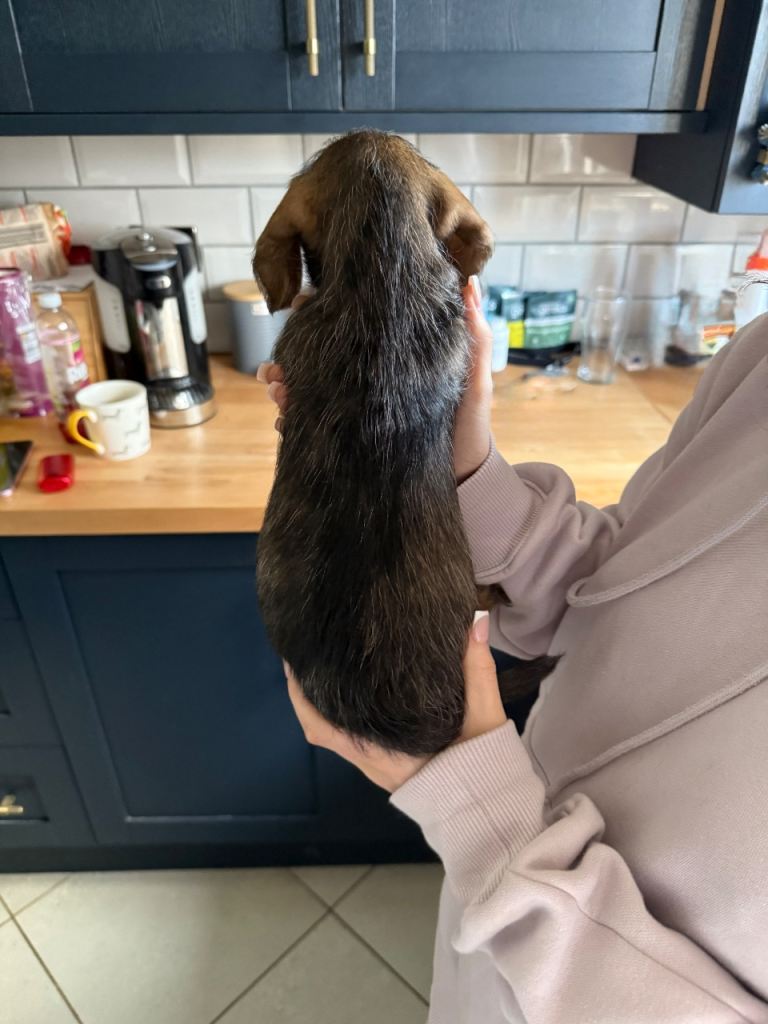 Wire haired dachshund(4boys)