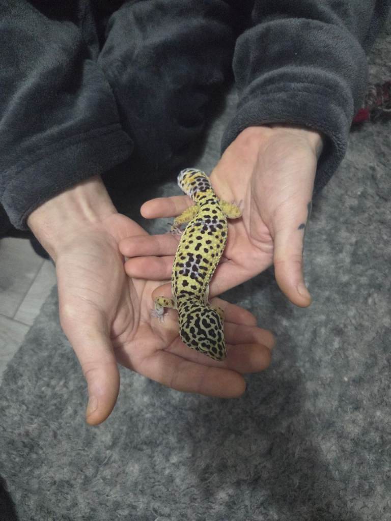 Leopard geko
