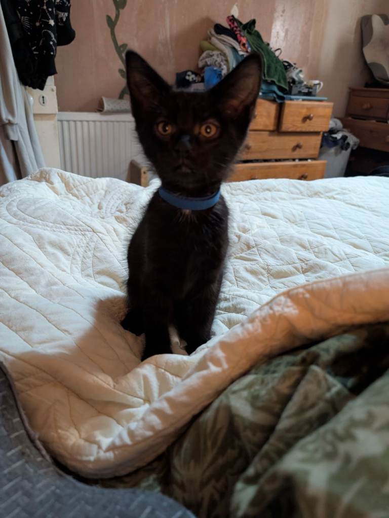 1 kittens left ready to find their forever home 