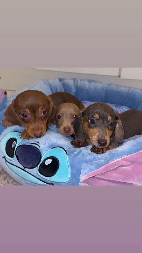 Miniature dachshund puppies 