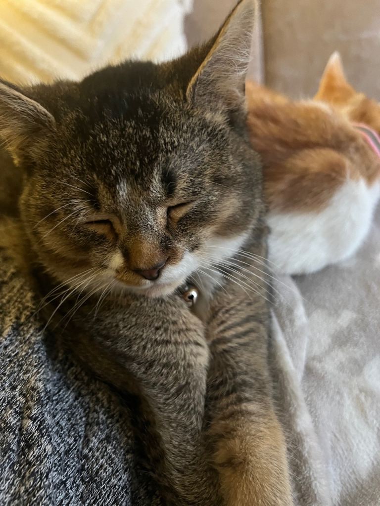 Boy kitten with free cat house and scratcher