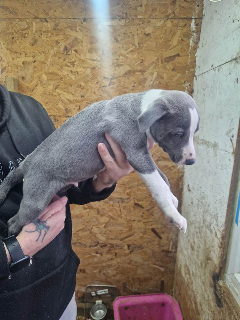 Whippet boy puppy 