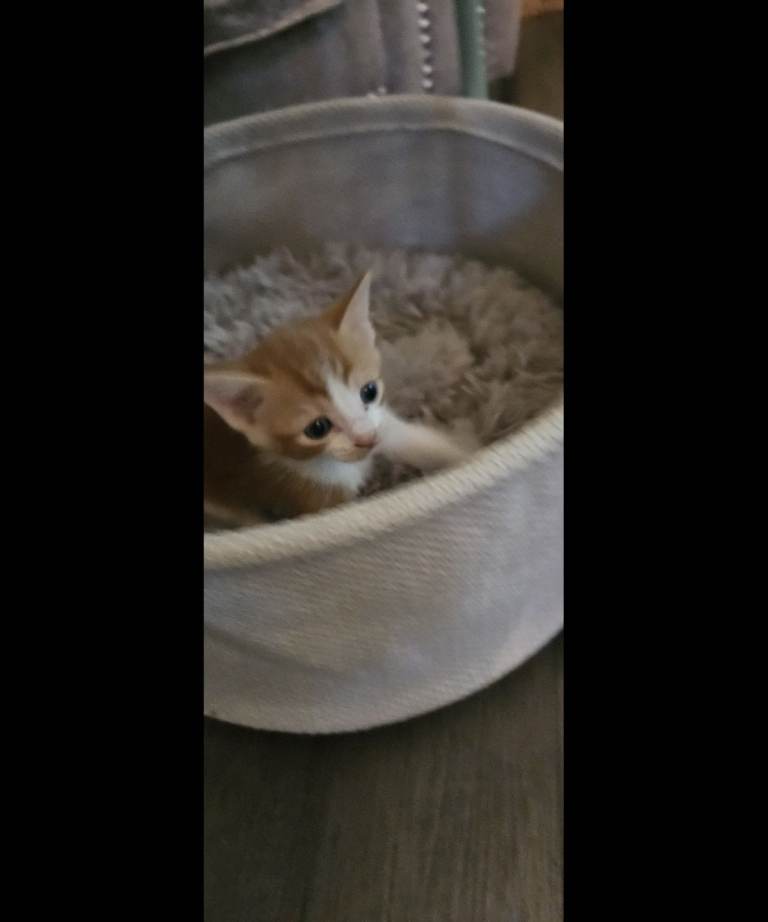 Lovely 10 week old kittens. Only 3 left