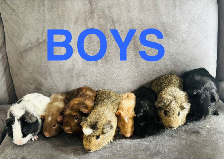 X8 baby boy/male/boar Guineapigs 