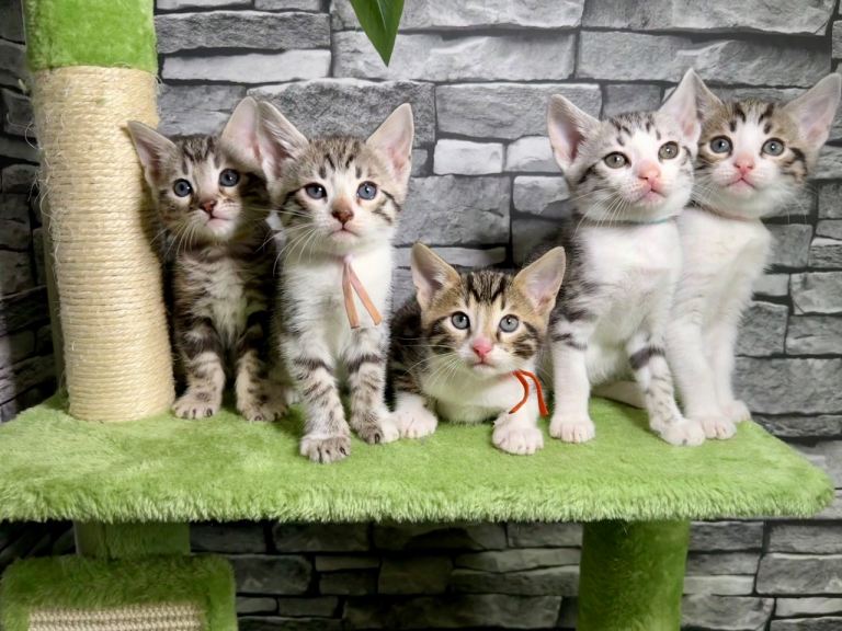 READY TO LEAVE bengal crossbreed 