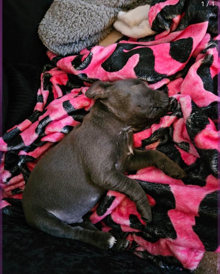 Beautiful Blue Staffy Boy 
