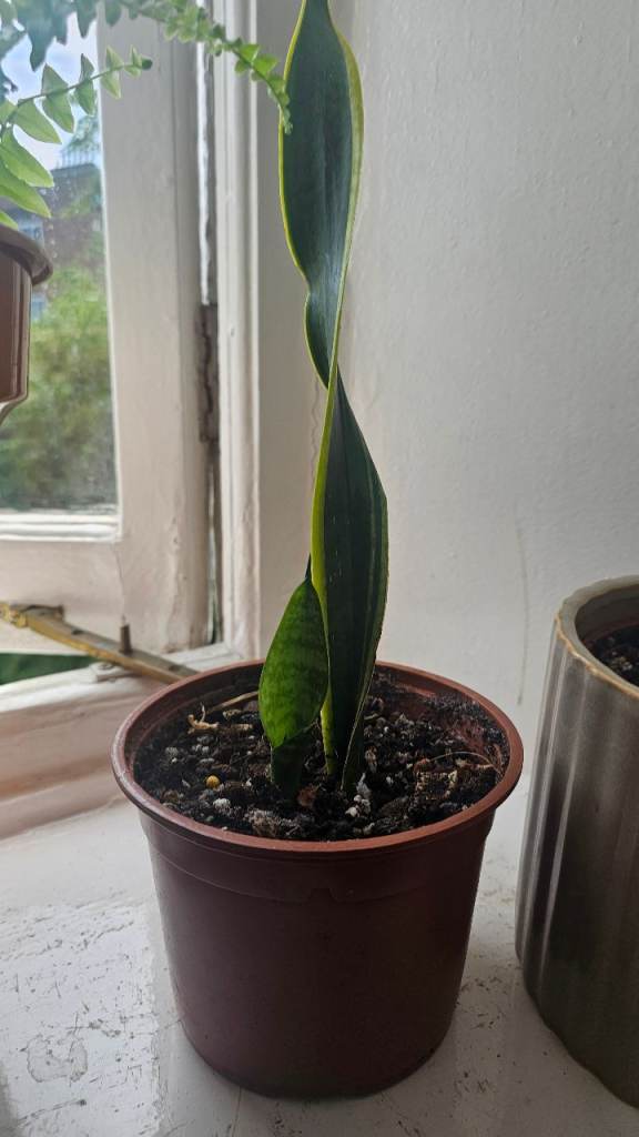 Snake plant 