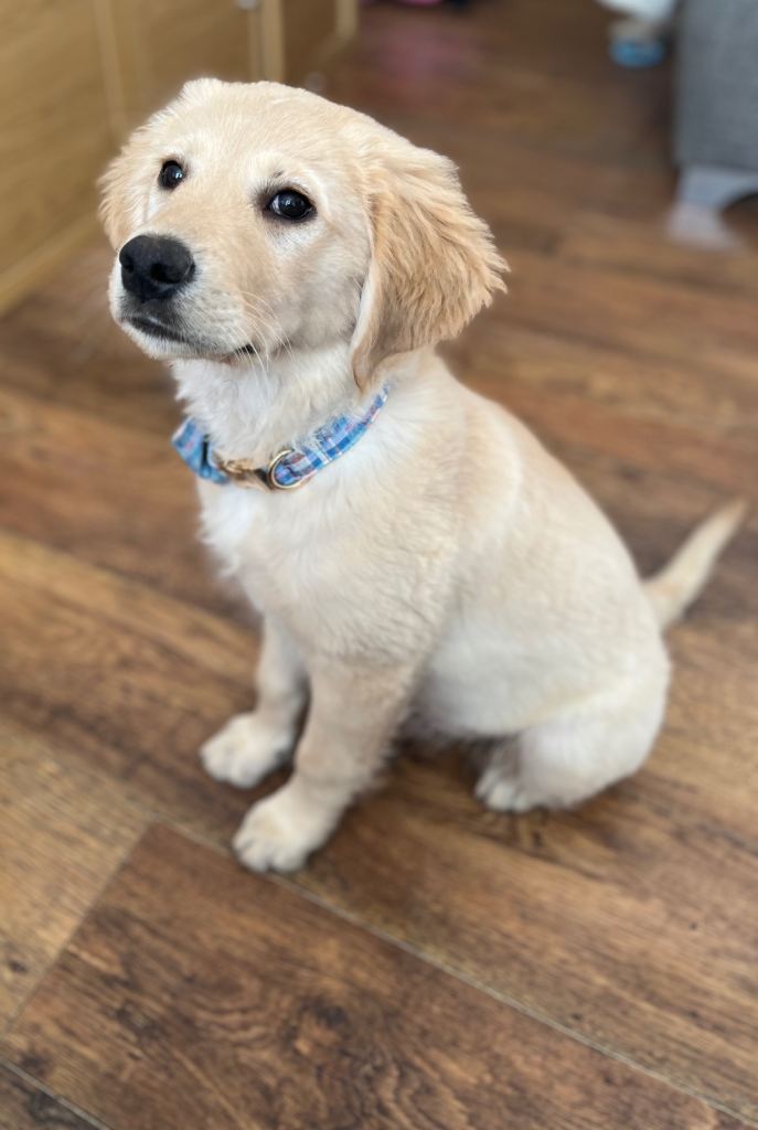 14week old golden retriever 