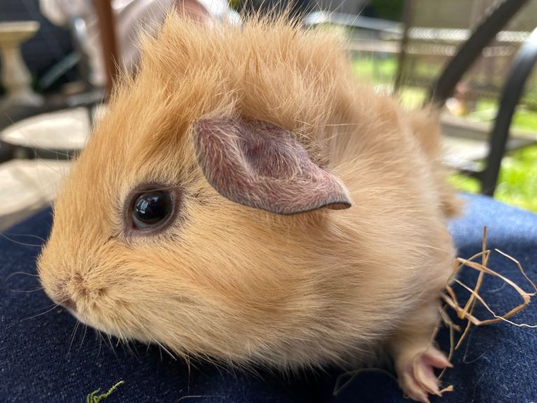 Baby guinea pigs for sale