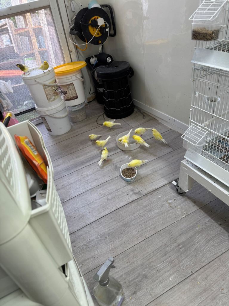 Singing Canaries for Sale – 2025 & 2026 