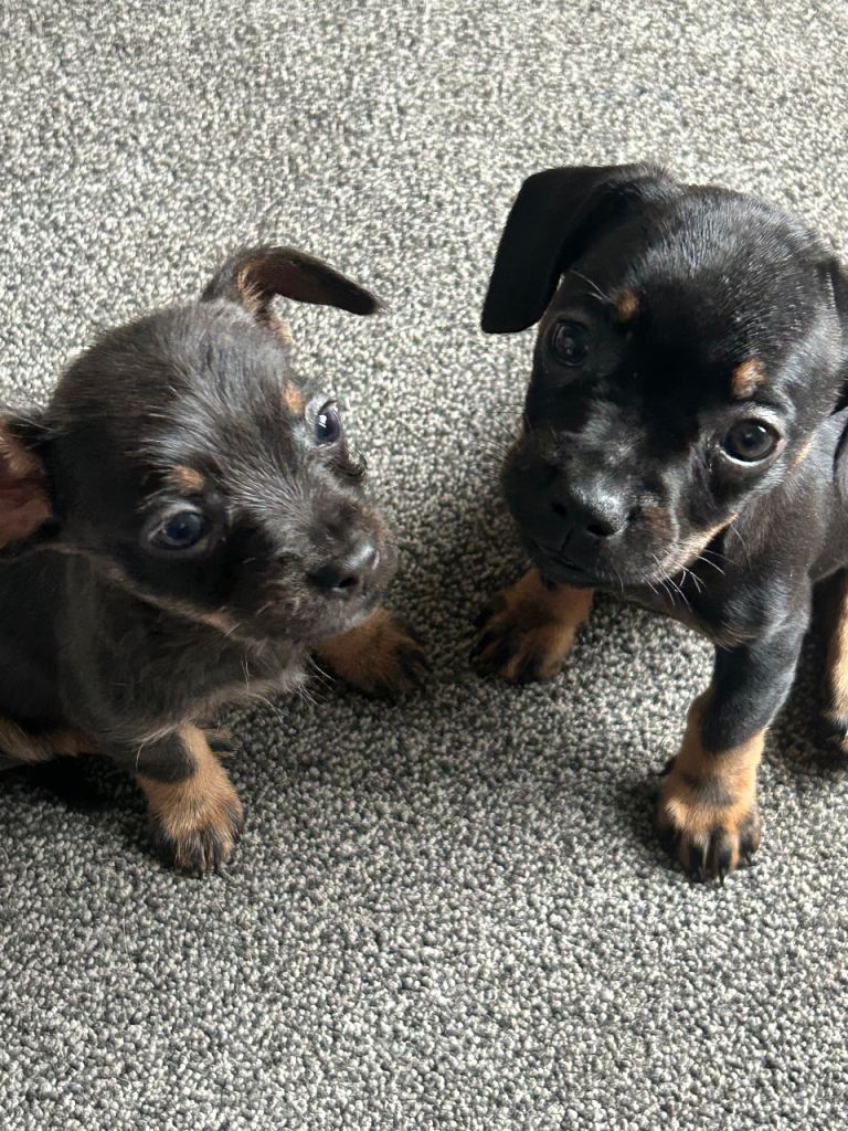 Dachshund X FRENCH BULL DOG