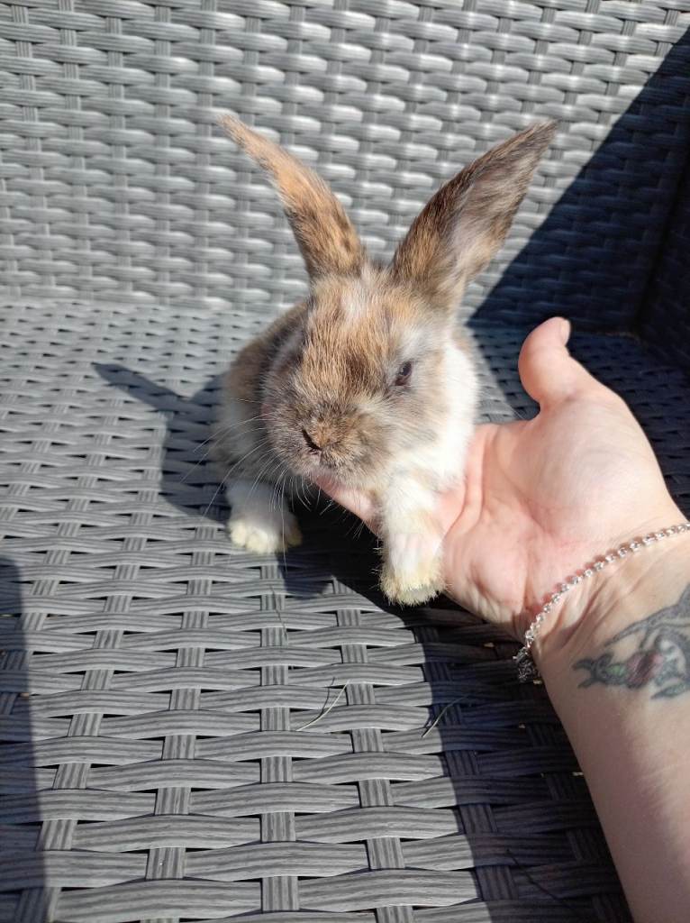 Last girl available! Mini lop cross lionhead!