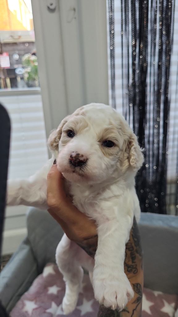 Poochon puppy 