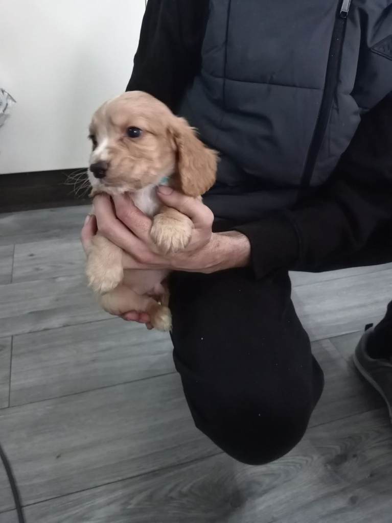 Cocker spaniel puppies