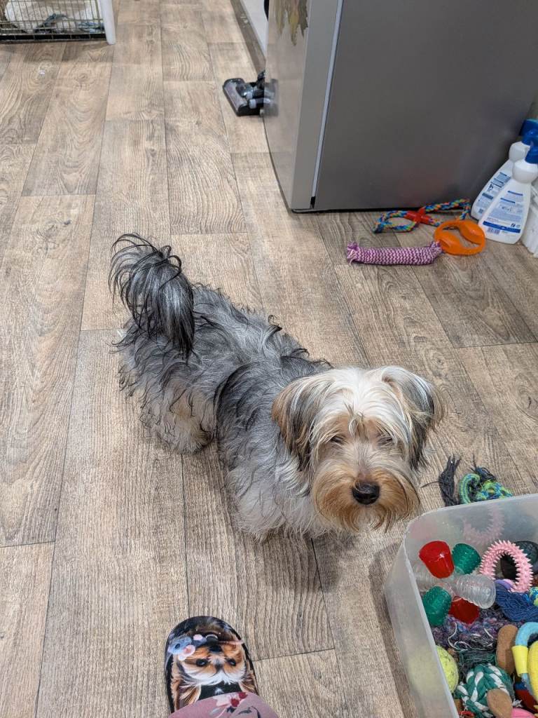 Female Beiwer terrier for sale 