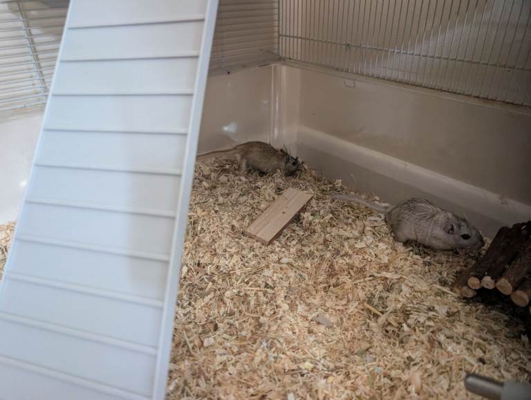 2 Male Gerbils – 6 Months Old – Full Setup Included