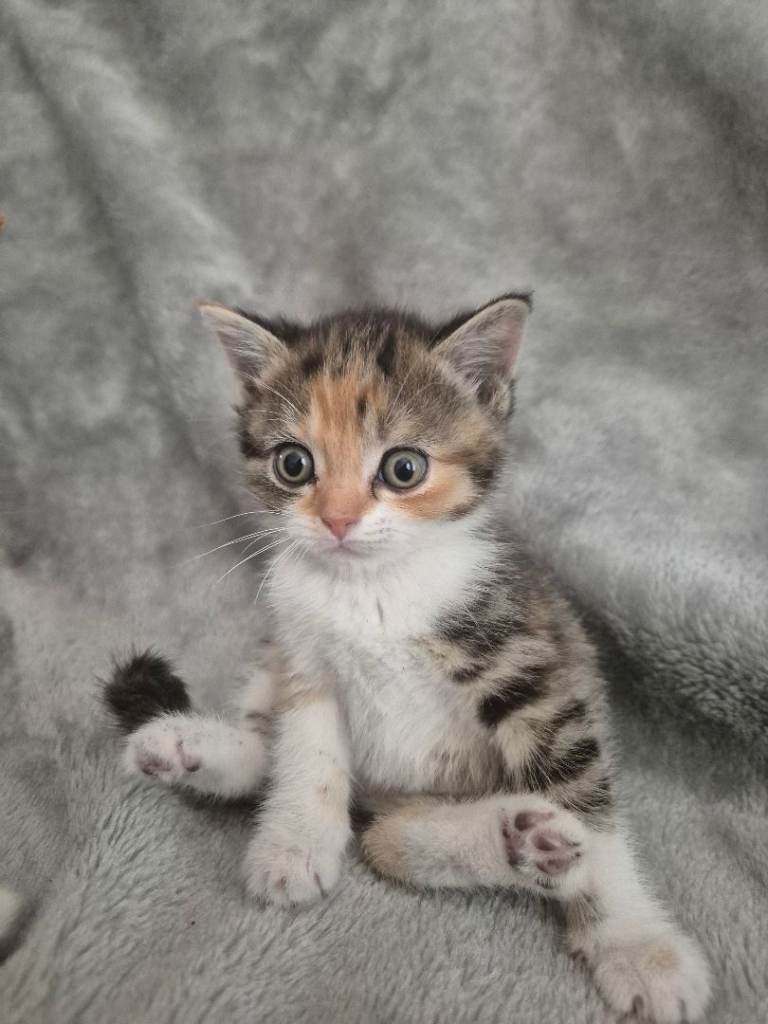 Kittens mixed breed british shorthair 7 weeks old