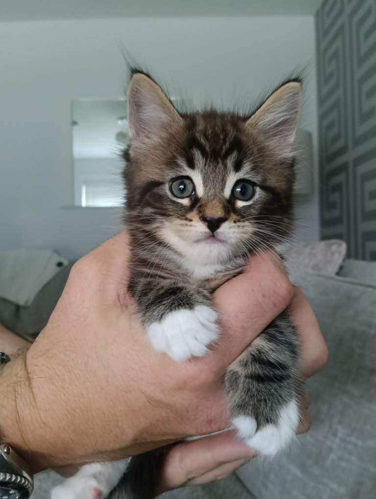 Maine coon x bengal kittens 