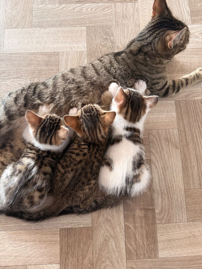 Kitten 