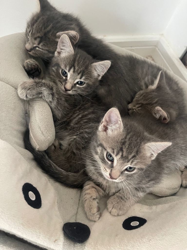 kittens 