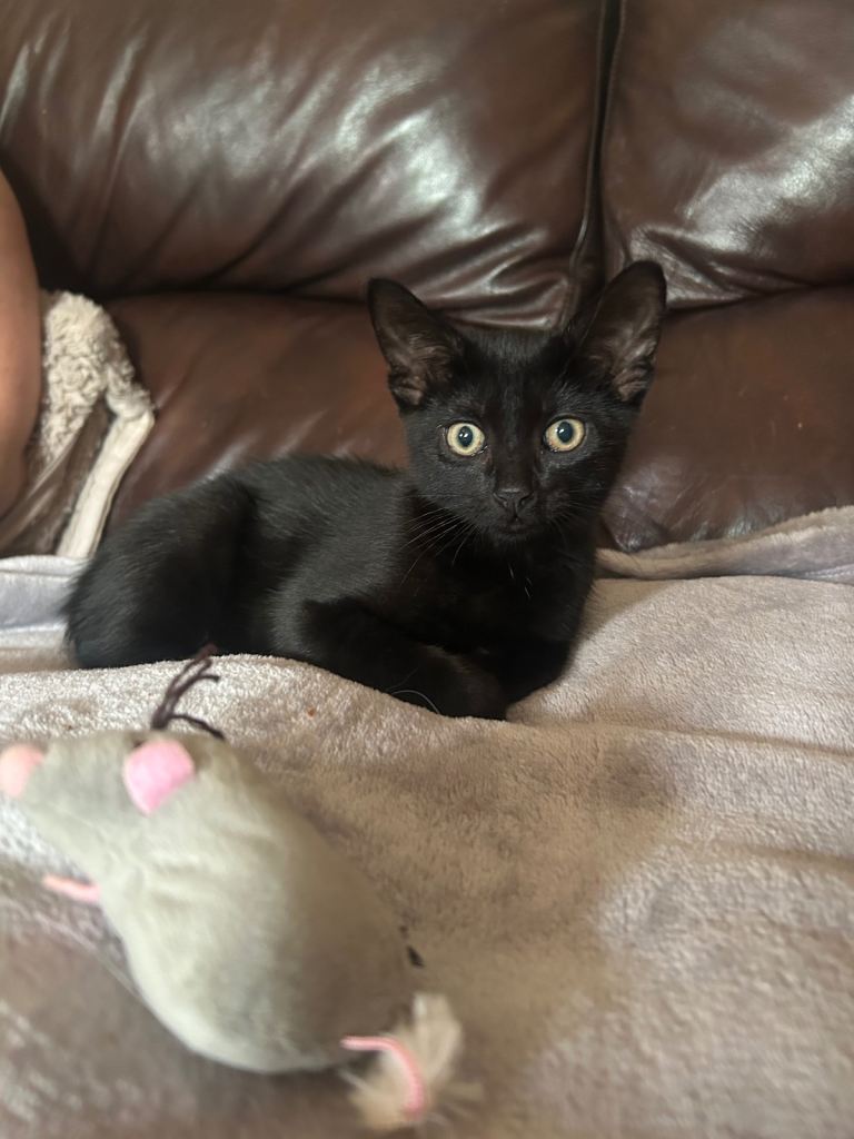 Kitten 13 weeks! 